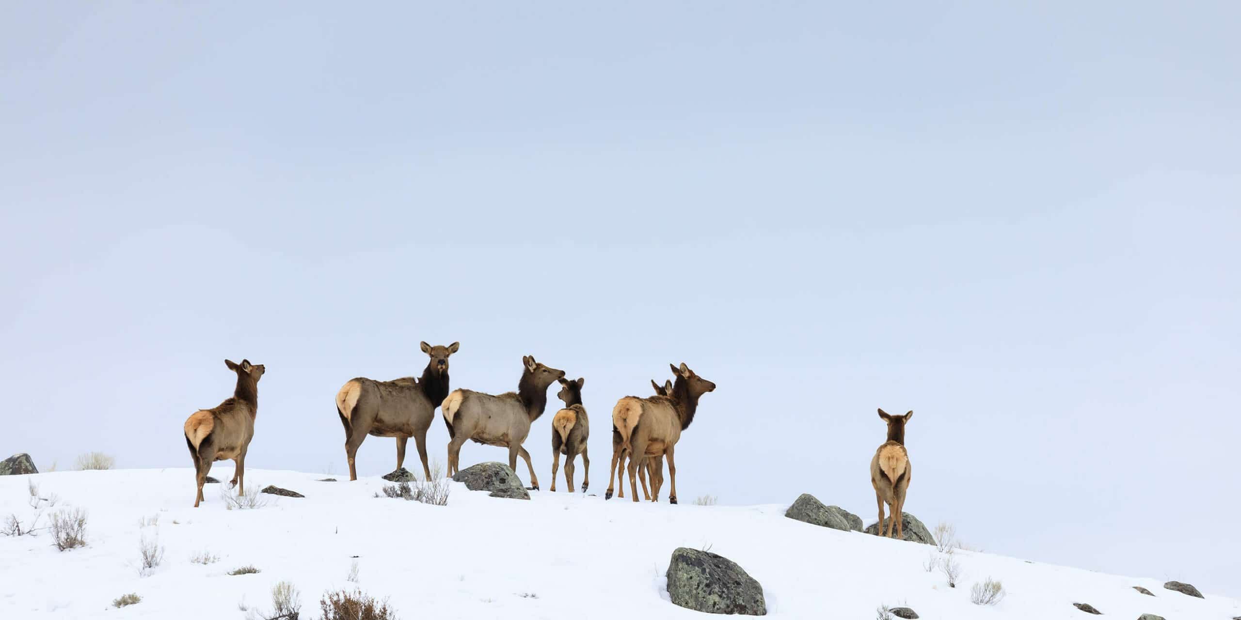 A Small Herd Of Elk Crests A Snowy Ridgeline While Migrating In The Northern Range Of Yellowstone National Park