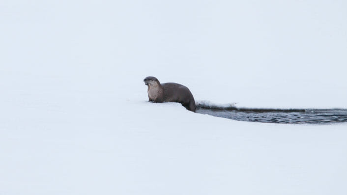 A River Otter Climbs Out Onto The Snow After A Successful Fishing Expedition In The Greater Yellowstone Ecosystem