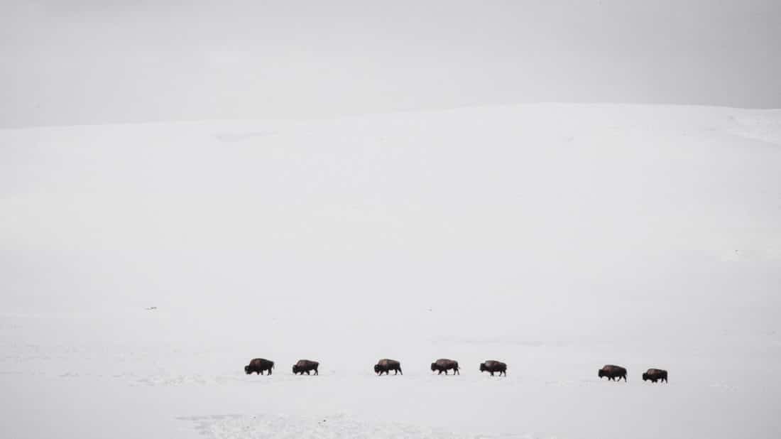 A Herd Of Bison Make Their Way Across A Snowy Landscape In The Middle Of Winter In Yellowstone National Park