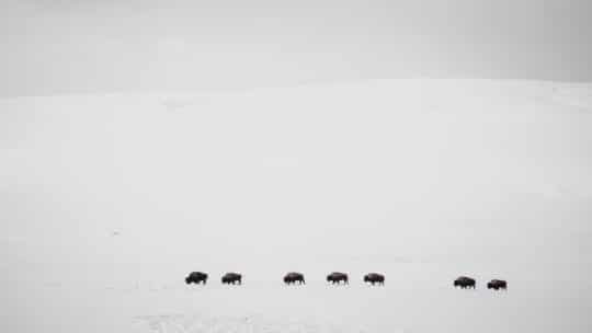 A Herd Of Bison Make Their Way Across A Snowy Landscape In The Middle Of Winter In Yellowstone National Park