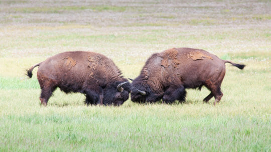 Two Bison Lock Horns While They Fight For Rank Within The Herd In Yellowstone National Park