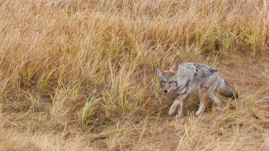 A Coyote Stalks Its Prey Through Tall Grasses In Yellowstone National Park