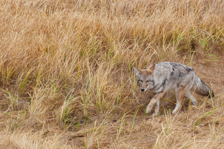 A Coyote Stalks Its Prey Through Tall Grasses In Yellowstone National Park