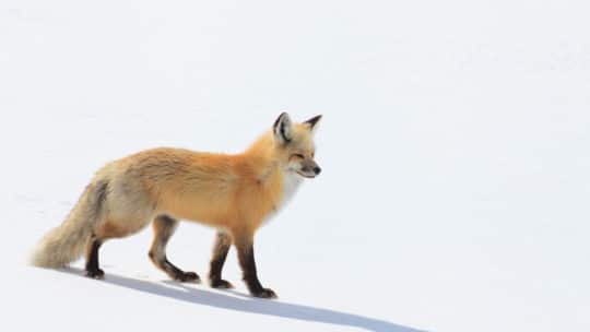 A Red Fox Hunts For Prey In The Snowy Landscape Of The Hayden Valley In Yellowstone National Park