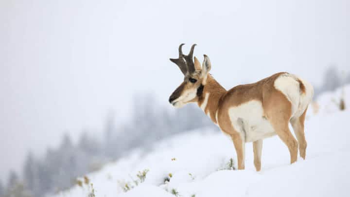 A Pronghorn Perches On A Snowy Hillside In Yellowstone National Park