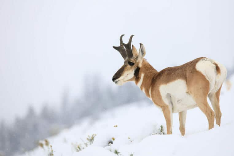 A Pronghorn Perches On A Snowy Hillside In Yellowstone National Park