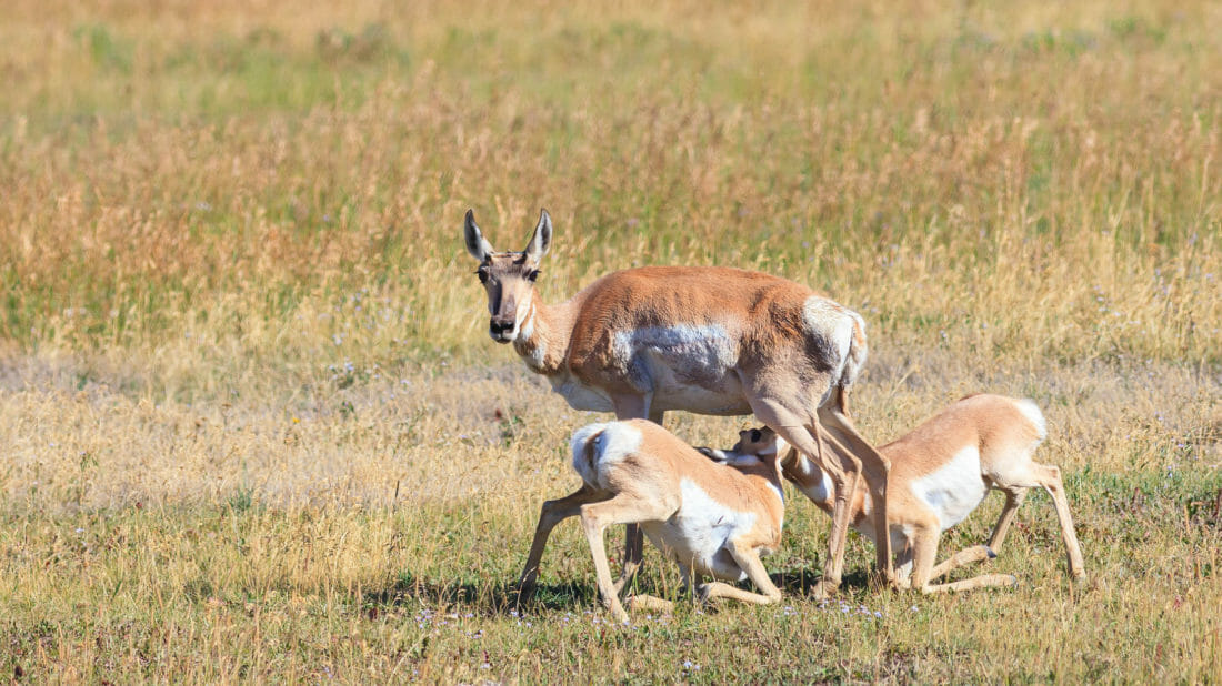 A Mother Pronghorn Stays On Alert While Her Young Feed In An Open Field In Yellowstone National Park