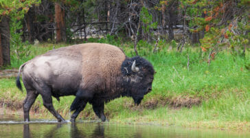 A Bull Bison Walks Along The Yellowstone River In Hayden Valley In Yellowstone National Park