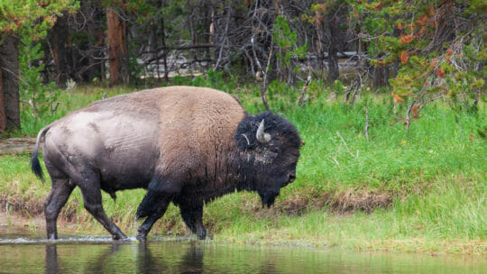 A Bull Bison Walks Along The Yellowstone River In Hayden Valley In Yellowstone National Park