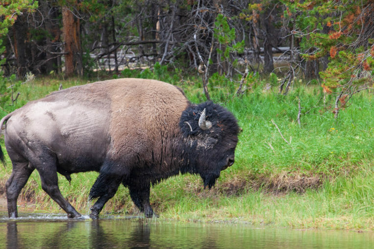 A Bull Bison Walks Along The Yellowstone River In Hayden Valley In Yellowstone National Park