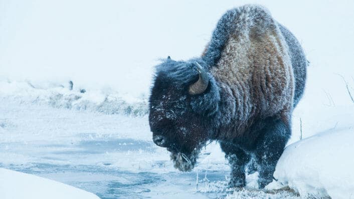 A Frost Covered Bison Stands At The River's Edge In The Lamar Valley Of Yellowstone National Park