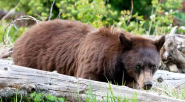 A Black Bear Looks In the Direction Of The Photographer In The Greater Yellowstone Ecosystem