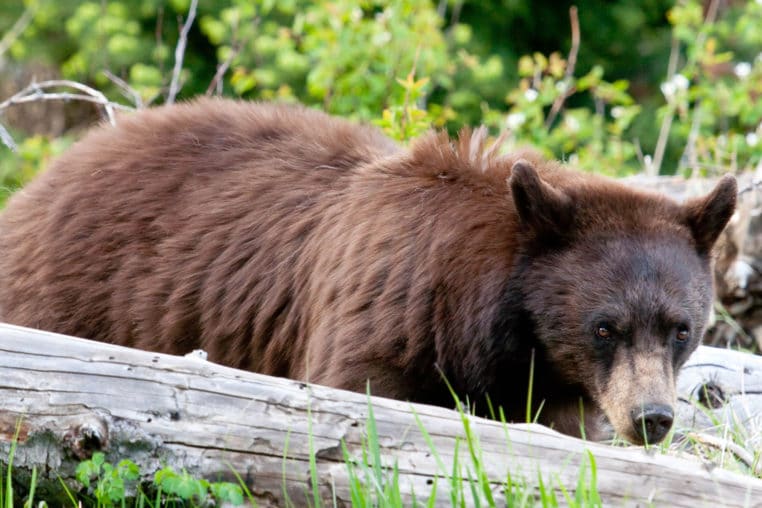 A Black Bear Looks In the Direction Of The Photographer In The Greater Yellowstone Ecosystem