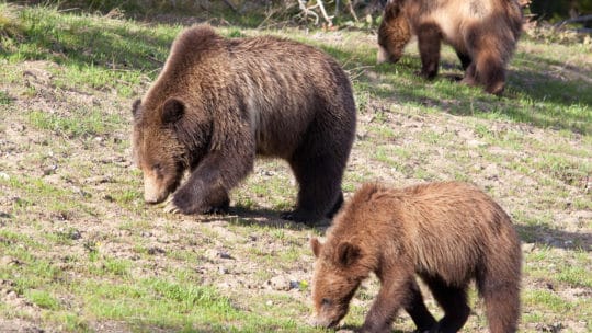 A Mother Grizzly And Her Cub Graze On Summer Grasses In The Greater Yellowstone Ecosystem