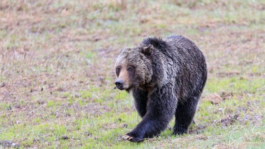A Grizzly Bear Walks Through A Meadow In Yellowstone National Park