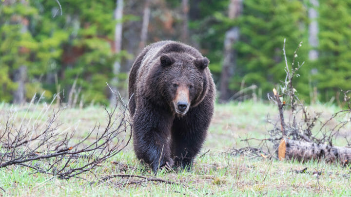 A Large Grizzly Bear Walks In A Clearing In The Greater Yellowstone Ecosystem