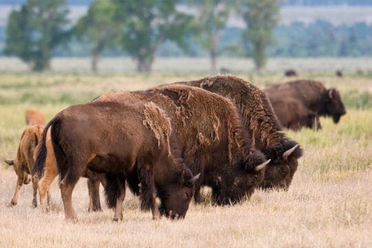 Bison Cows And Their Lighter Colored Babies Graze In A Field In The Greater Yellowstone Ecosystem