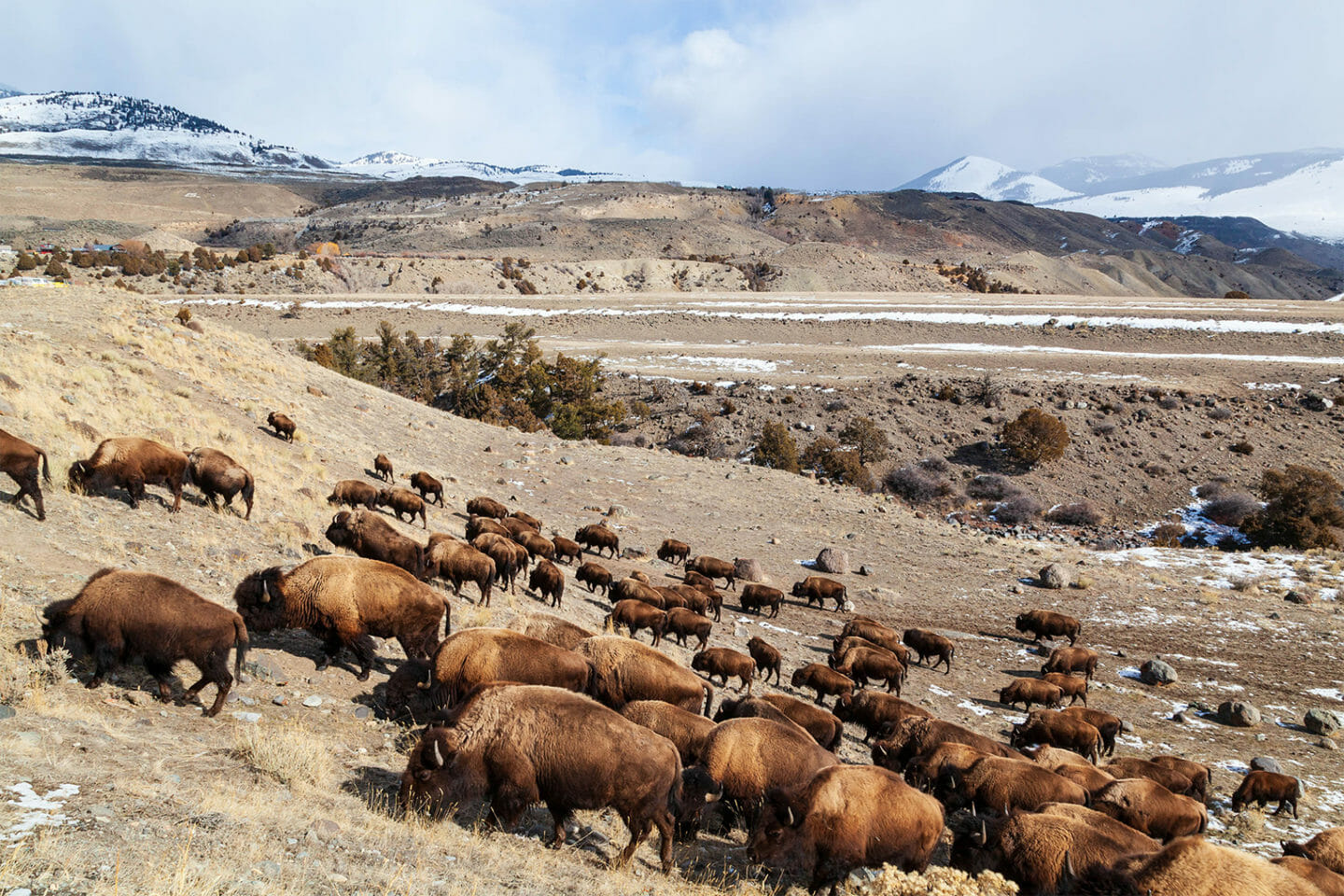 A Herd Of Bison Covers The Hillside As They Migrate In The Northern Range Of Yellowstone National Park