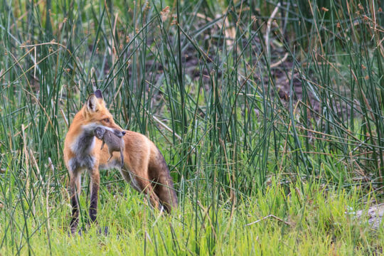 A Red Fox Holds A Ground Squirrel In Its Mouth From A Successful Hunt In Yellowstone National Park