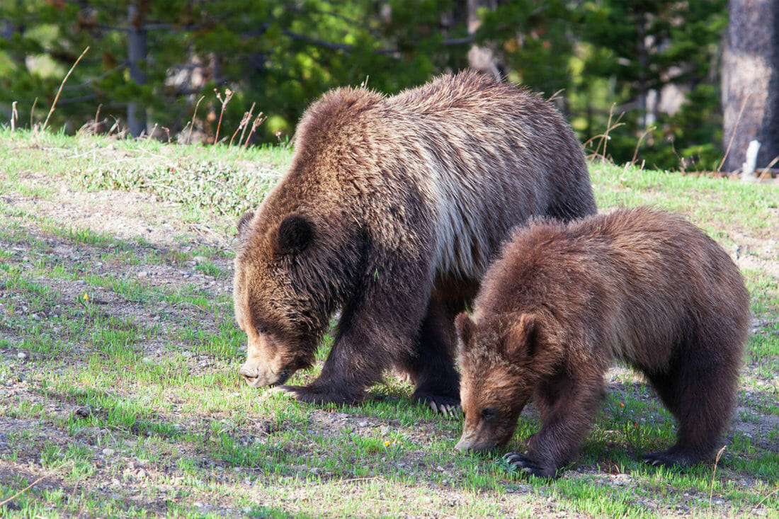 A Mother Grizzly And Her Cub Graze On Summer Grasses In The Greater Yellowstone Ecosystem