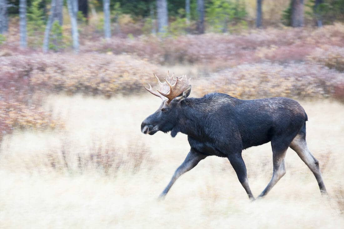 A Bull Moose Runs Through The Flats Of Lamar Valley In Yellowstone National Park