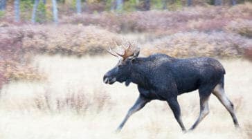 A Bull Moose Runs Through The Flats Of Lamar Valley In Yellowstone National Park