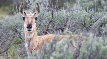 A Pronghorn Stands In Sagebrush And Eyes The Photographer
