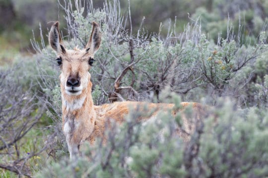 A Pronghorn Stands In Sagebrush And Eyes The Photographer