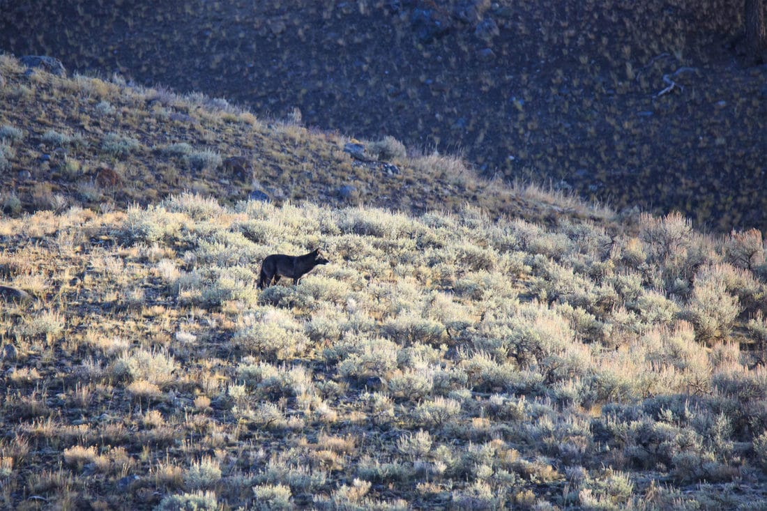 A Grey Wolf Stands On A Hill Of Sagebrush While Surveying The Lamar Valley In Yellowstone National Park