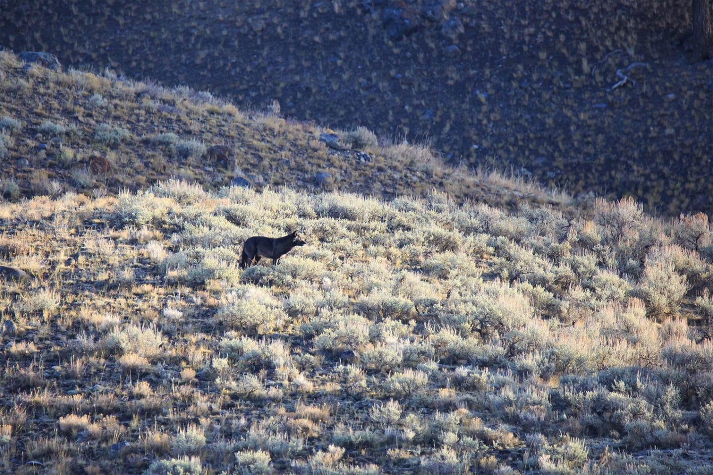 A Grey Wolf Stands On A Hill Of Sagebrush While Surveying The Lamar Valley In Yellowstone National Park