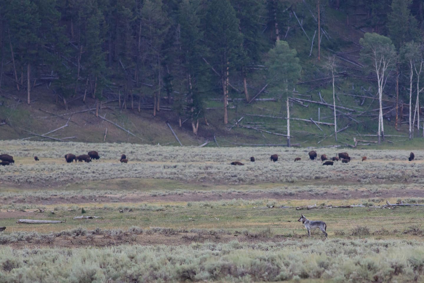 A Grey Wolf Watches A Herd Of Bison Across The Flats In The Lamar Valley Of Yellowstone National Park