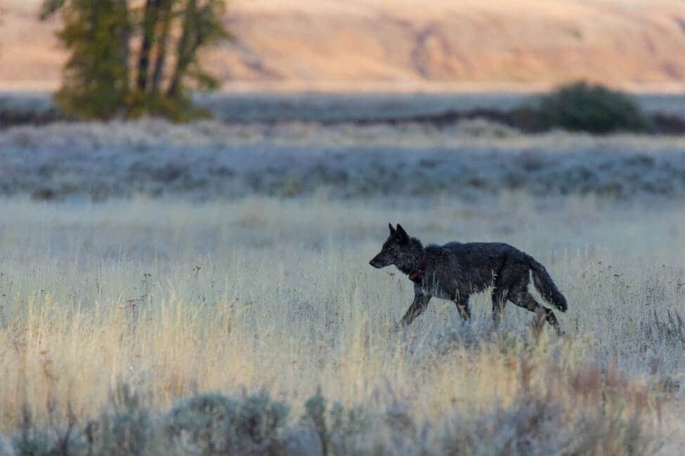 A Black Colored Grey Wolf Traverses The Lamar Valley In Yellowstone National Park