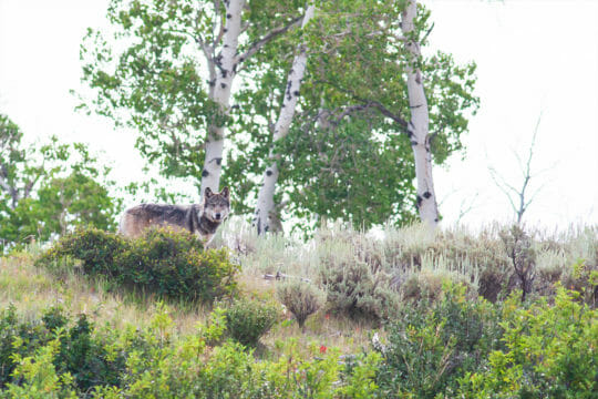 A Grey Wolf Stands In Sagebrush And Other Flora In The Greater Yellowstone Ecosystem