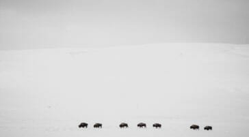 A Herd Of Bison Travel Across A Vast Snowy Landscape In Hayden Valley In Yellowstone National Park