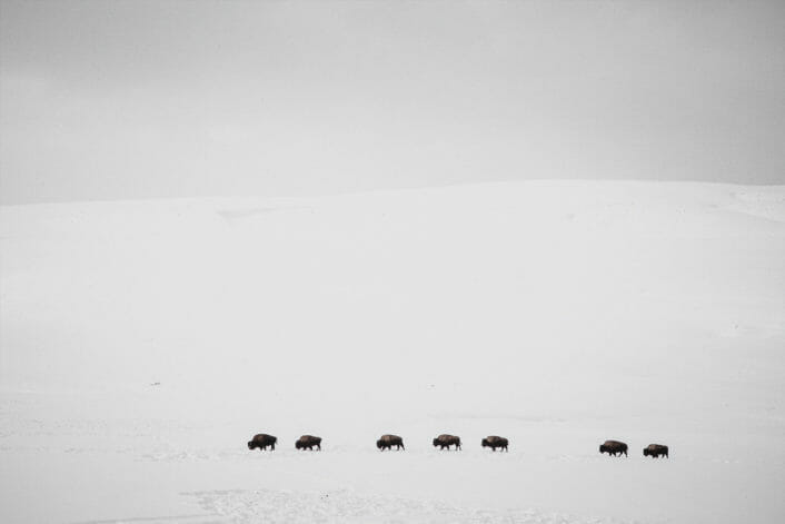A Herd Of Bison Travel Across A Vast Snowy Landscape In Hayden Valley In Yellowstone National Park