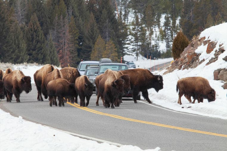 Several Bison Cluster On The Road, Blocking Traffic Through Yellowstone National Park