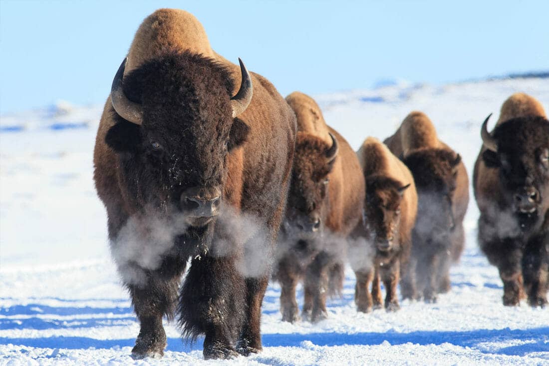 A Small Herd Of Bison Walk Through The Snow As They Migrate Through Yellowstone National Park In The Winter