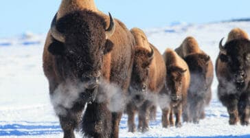 A Small Herd Of Bison Walk Through The Snow As They Migrate Through Yellowstone National Park In The Winter