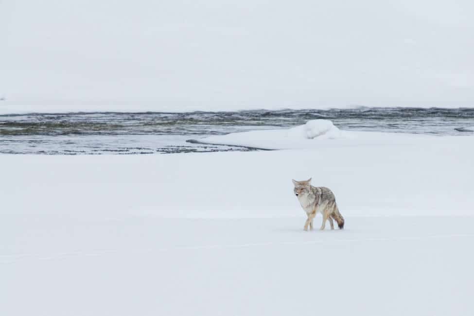 A Lone Coyote Travels Across The Snow Near The Yellowstone River In Yellowstone National Park