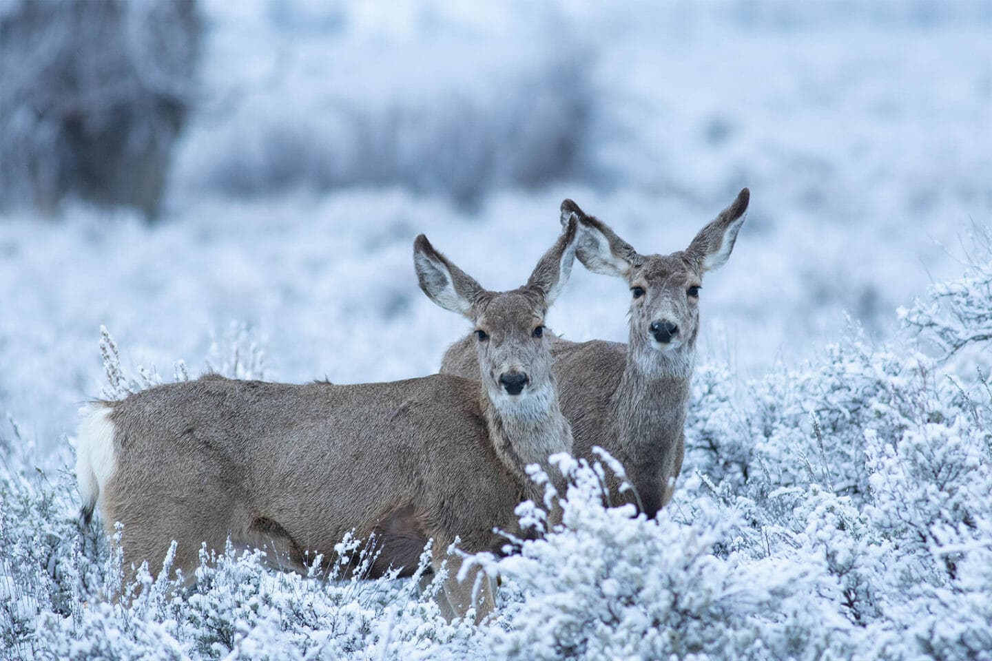 Two Mule Deer Browse For Food In The Snow Covered Sage Flats In The Greater Yellowstone Ecosystem