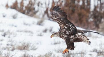 A Juvenile Bald Eagle Hunts With Wings Outstretched And Talons Ready To Snatch Prey