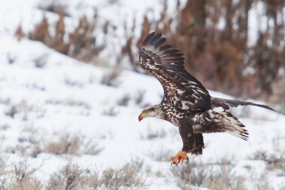 A Juvenile Bald Eagle Hunts With Wings Outstretched And Talons Ready To Snatch Prey