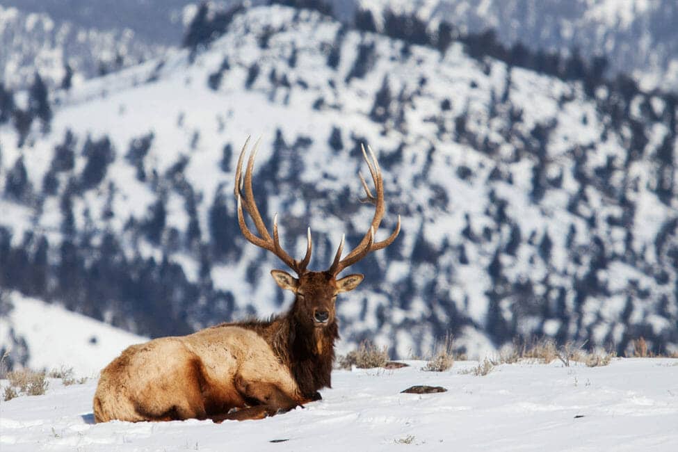 A Bull Elk Rests In The Snow While Enjoying A Rare Moment Of Warm Sunshine On A Winter Day In The Northern Range Of Yellowstone National Park
