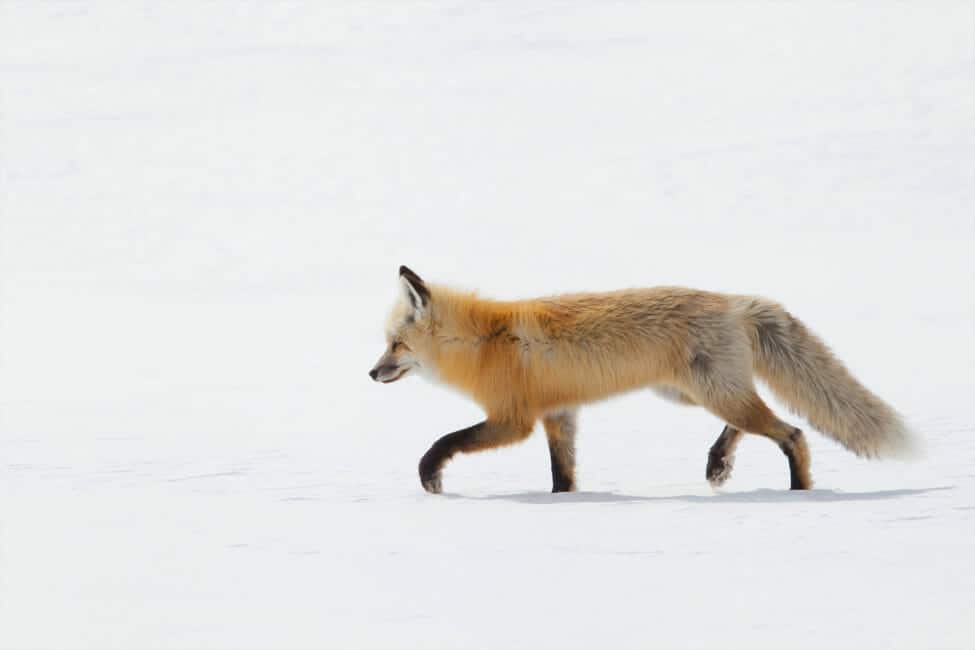 A Red Fox Walks Through The Snow As It Hunts For Prey In Yellowstone National Park
