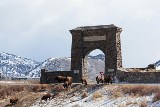 A Herd Of Bison Walks In Front Of The Roosevelt Arch At The North Entrance To Yellowstone National Park