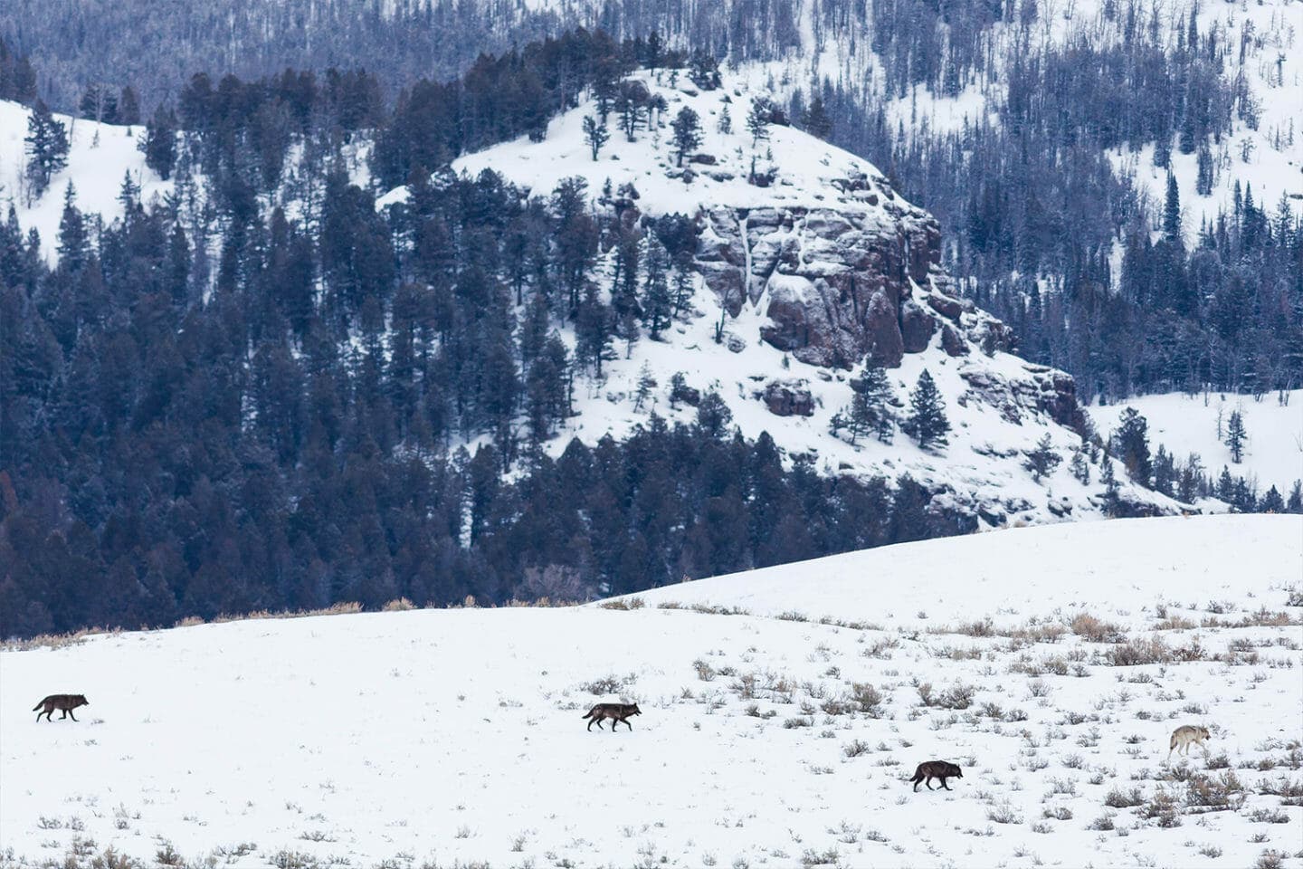 A Wolf Pack Travels Across The Snow In The Lamar Valley In Yellowstone National Park