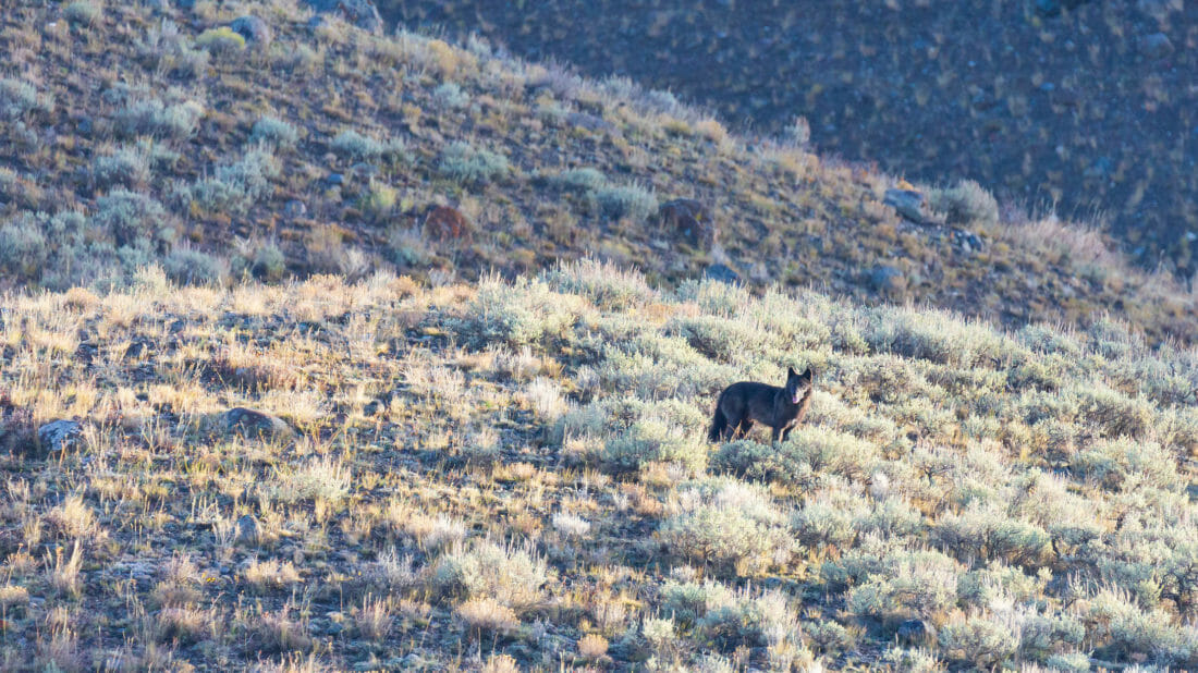 A Grey Wolf Looks Out Over The Lamar Valley In Yellowstone National Park