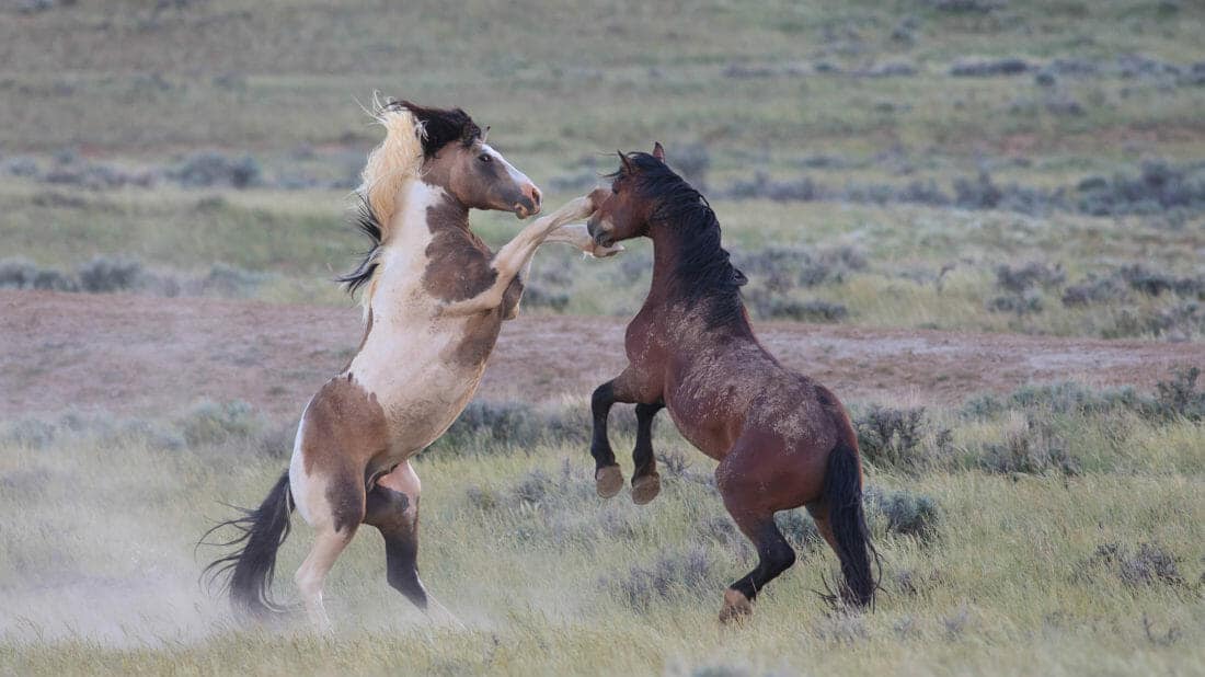 Two Wild Mustangs Spar In The McCullough Peaks Herd Management Area Outside Of Cody Wyoming