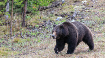A Grizzly Bear Roams The Edge Of A Clearing In The Greater Yellowstone Ecosystem
