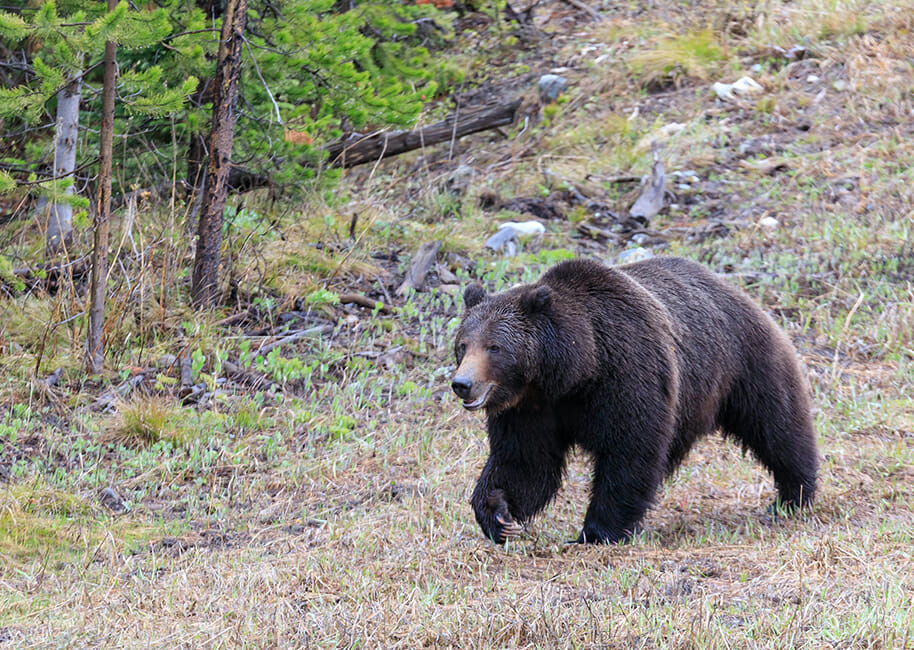 A Grizzly Bear Roams The Edge Of A Clearing In The Greater Yellowstone Ecosystem